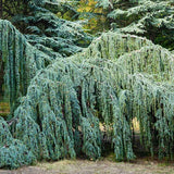 Cedru Atlantic Glauca - Cedrus Atlantica 'Glauca Pendula'