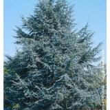 Cedru Libanez Glauca - Cedrus Libani 'Glauca'