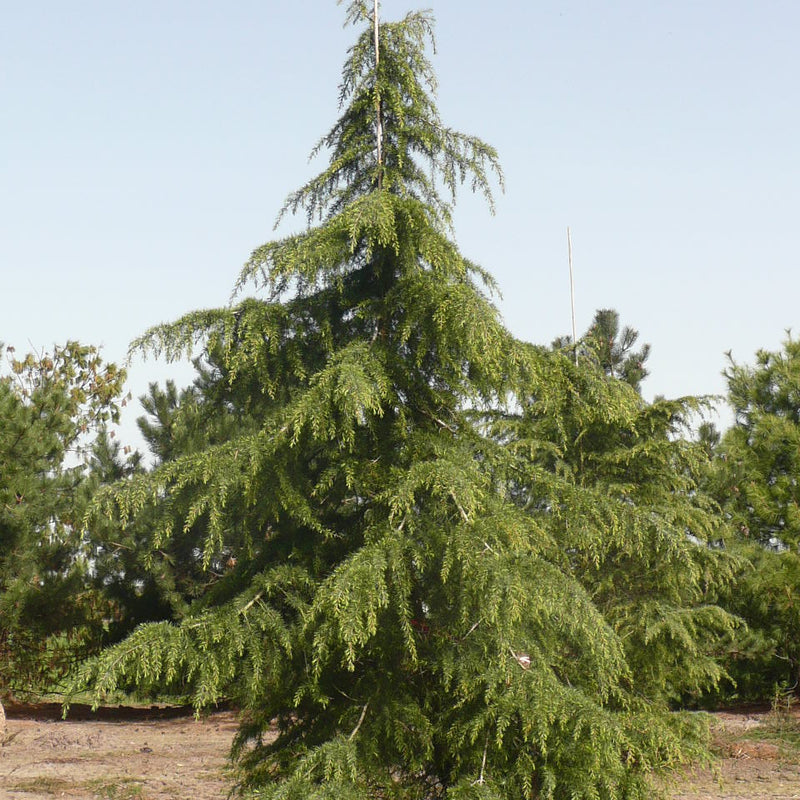 Cedru De Himalaya - Cedrus Deodara