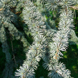 Cedru Libanez Glauca - Cedrus Libani 'Glauca'