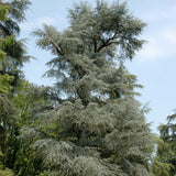 Cedru Libanez Glauca - Cedrus Libani 'Glauca'