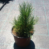 Zâmbru - Pinus Cembra