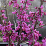 Arborele Lui Iuda American - Cercis Canadensis