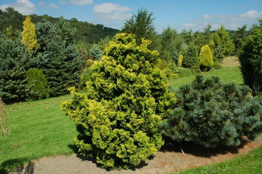 Chiparos Obtusa Aurora - Chamaecyparis Obtusa Aurora