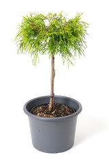 Chamaecyparis pisifera 'Sungold' altoit pe picior