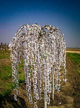 Prunus ‘Snow Fountains’ – Cires ornamental alb plangator pe picior