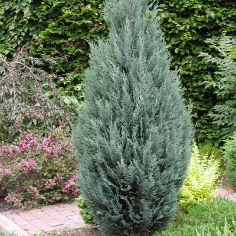 Chiparos Lawson Glauca - Chamaecyparis Lawsoniana Columnaris Glauca