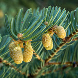 Brad Alb - Abies Concolor