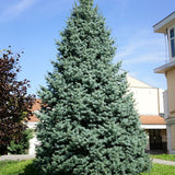 Brad Alb - Abies Concolor
