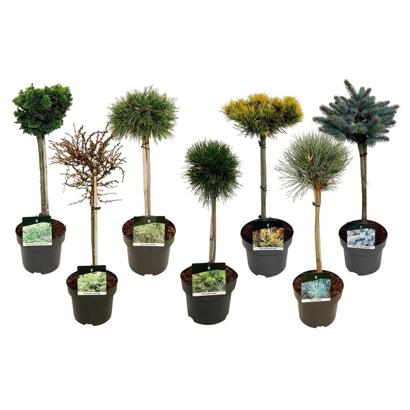 Conifere Mixte Pe Picior - Conifers Mixed Picior