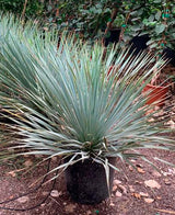 Yucca Albastră - Yucca Rostrata