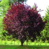 Prun Ornamental Nigra - Prunus Cerasifera Nigra
