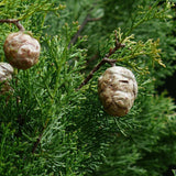 Chiparos Columnar Totem - Cupressus Semp. 'Totem'