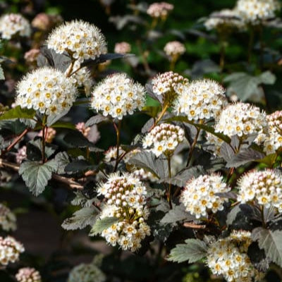 Fisocarp Diabolo - Physocarpus Opulifolius Diabolo