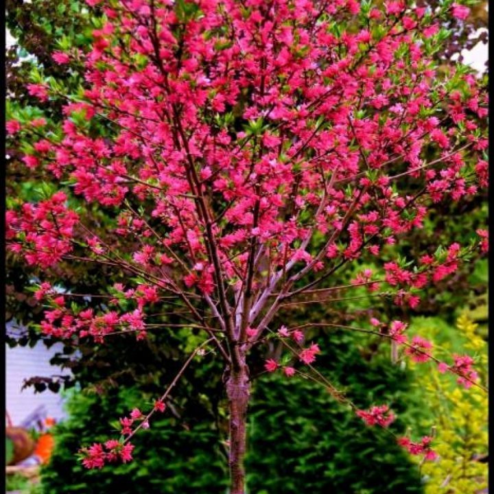 Piersic Melred - Prunus Persica 'Melred'