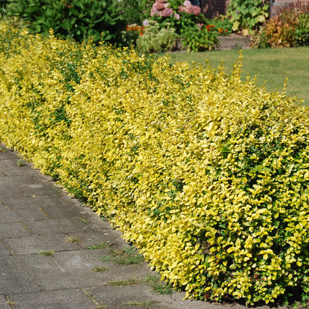 Dafin Japonez Emerald Gold - Euonymus Fortunei Emerald Gold