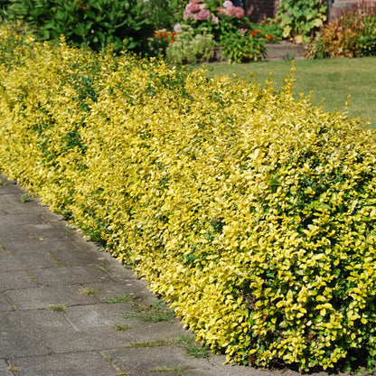 Dafin Japonez Emerald Gold - Euonymus Fortunei Emerald Gold