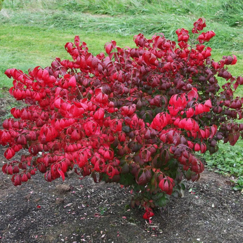 Arbustul Aripi De Foc - Euonymus Alatus