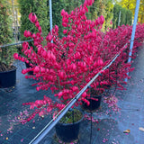 Arbustul Aripi De Foc - Euonymus Alatus