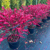 Arbustul Aripi De Foc - Euonymus Alatus