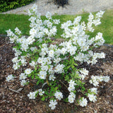 Arbustul Miresei Niagara - Exochorda Racemosa Niagara
