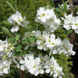 Arbustul Miresei Niagara - Exochorda Racemosa Niagara