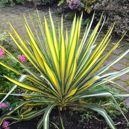Yucca Filamentosa Variegata - Yucca Filamentosa Variegata