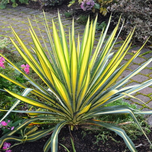 Yucca Filamentosa Variegata - Yucca Filamentosa Variegata