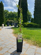 Fallopia aubertii – Vrăjitoare de perete