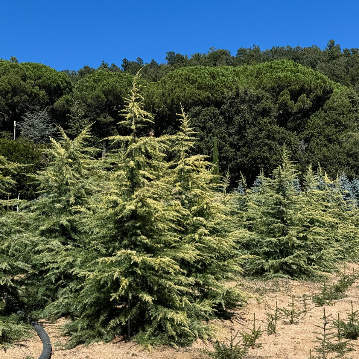 Cedrus Deodara  'Kelly' Premium (Precomanda - Poze Reale)