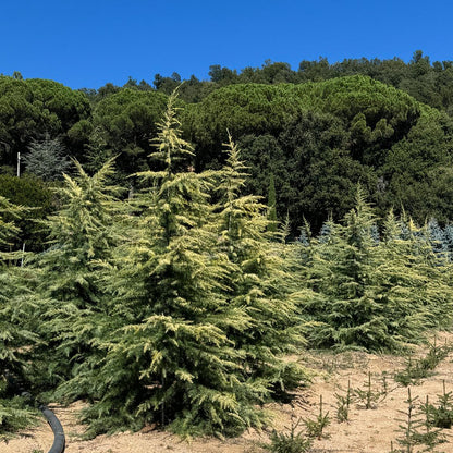 Cedrus Deodara  'Kelly' Premium (Precomanda - Poze Reale)