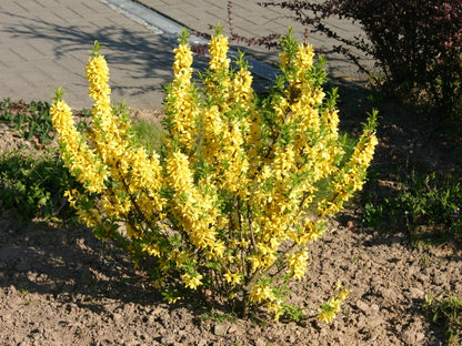 Ploaia De Aur Goldrausch - Forsythia 'Goldrausch'