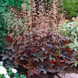 Clopoței De Coral Palace Purple - Heuchera Mic. Palace Purple