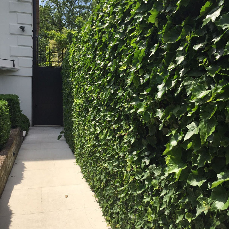 Iedera Irlandeză - Hedera Hibernica