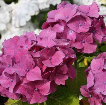 Hortensia Rosita - Hydrangea Macr. 'Rosita'