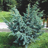 Ienupăr Blue Alps - Juniperus Chinensis Blue Alps