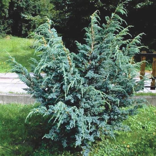 Ienupăr Blue Alps - Juniperus Chinensis Blue Alps