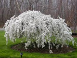 Prunus ‘Snow Fountains’ – Cires ornamental alb plangator pe picior