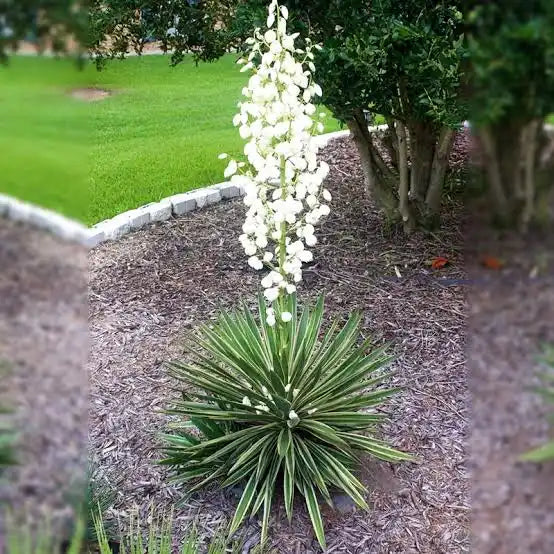 Yucca Filamentosa  - Yucca Filamentosa