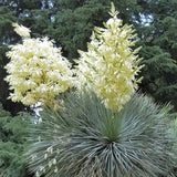 Yucca Albastră - Yucca Rostrata BLUE and BLUE