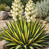 Yucca Color Guard - Yucca Fil. Color Guard