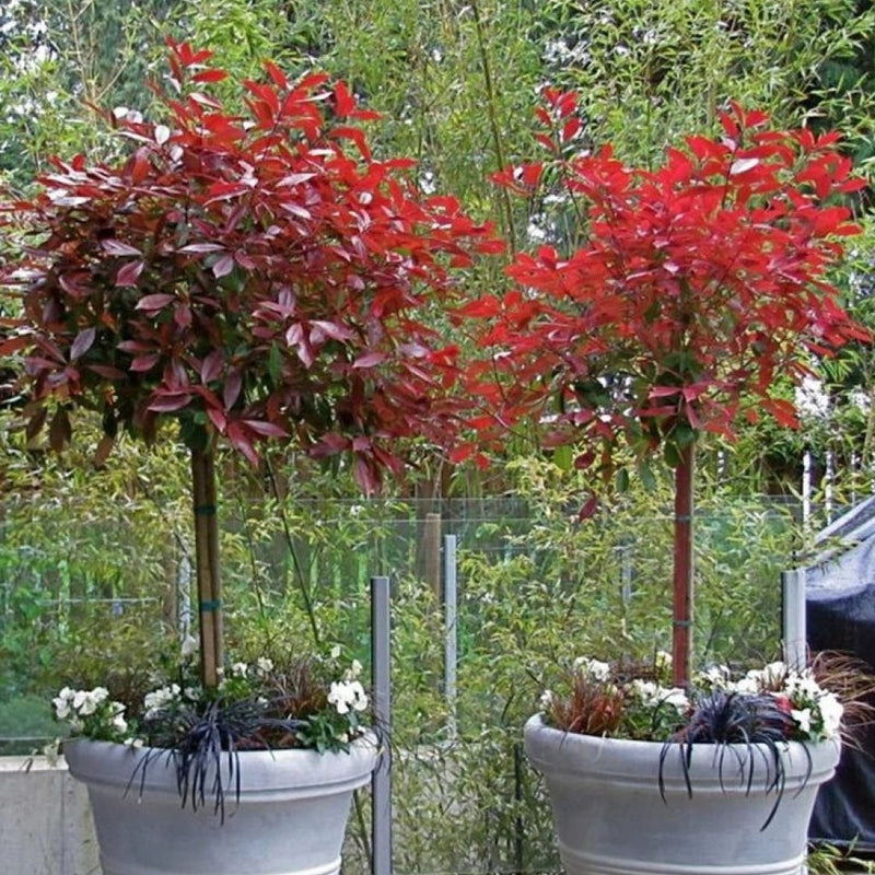 Photinia fraseri ‘Red Robin’ pe picior