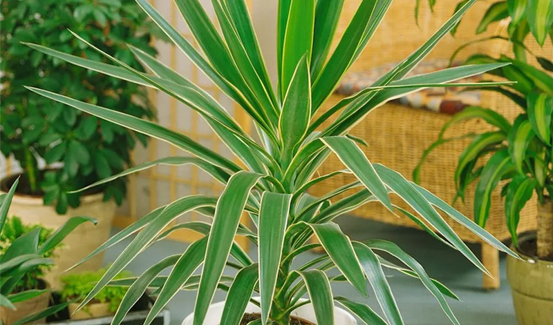 Yucca Elephantipes 'Emilia'- Interior