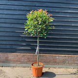 Photinia fraseri ‘Red Robin’ pe picior