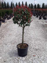 Photinia fraseri ‘Red Robin’ pe picior