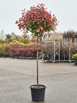 Photinia fraseri ‘Red Robin’ pe picior