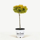 Pinus mugo 'Carstens Wintergold' altoit pe picior