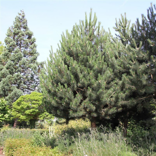 Pin Negru Austriac - Pinus Nigra Austriaca