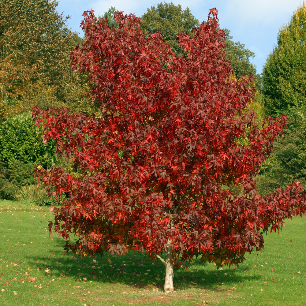 Arborele De Gumă Worplesdon - Liquidambar Worplesdon
