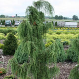 Ienupăr Horstmann - Juniperus Communis Horstmann